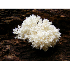 Мицелий Ежовика коралловидного / Гериций решетчатовидный (Hericium coralloides)
